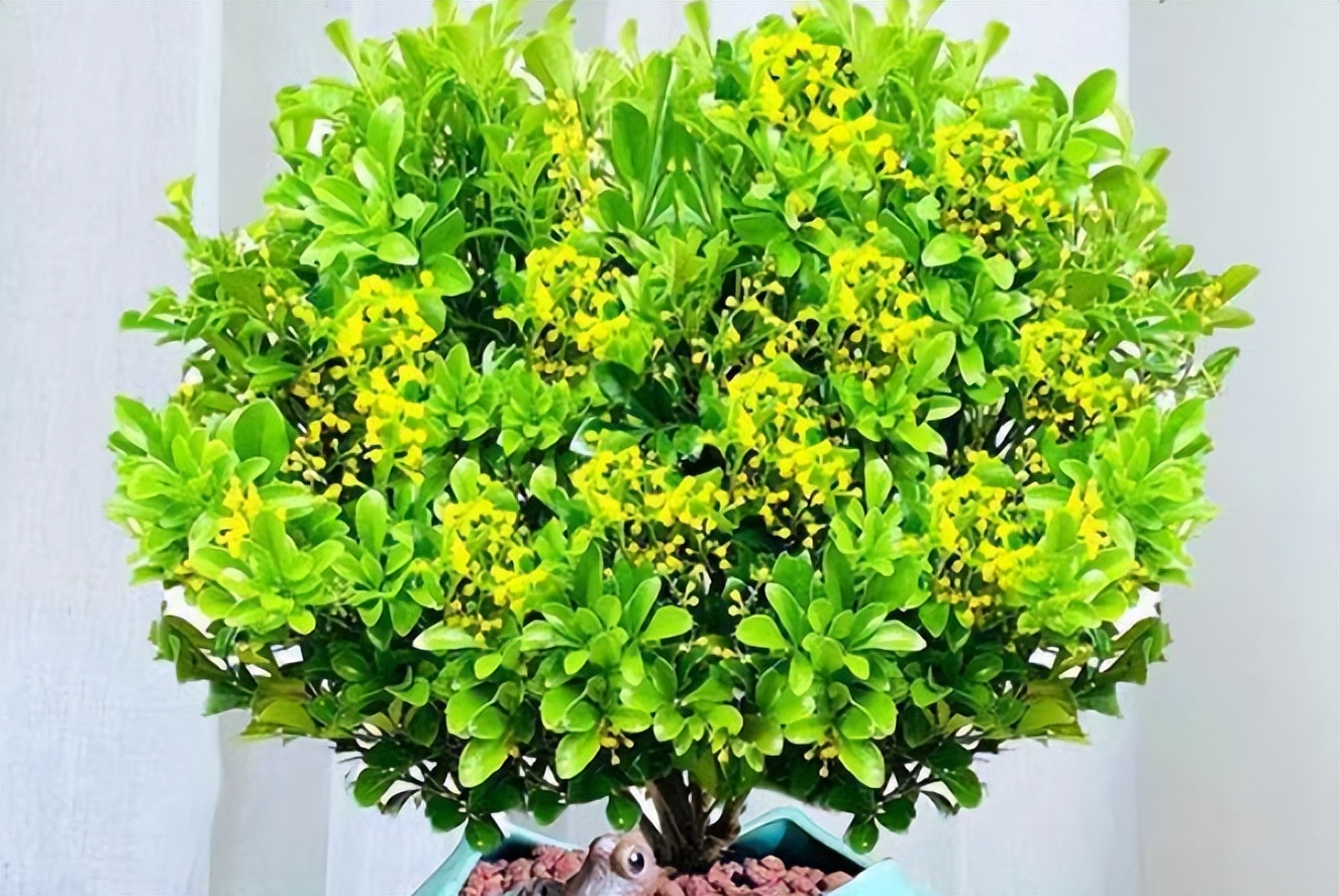 卧室净化空气有香味的植物,在卧室可以养的花好看香好养