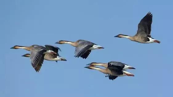 记录一下第一次杀鸭,我的一次涉险经历