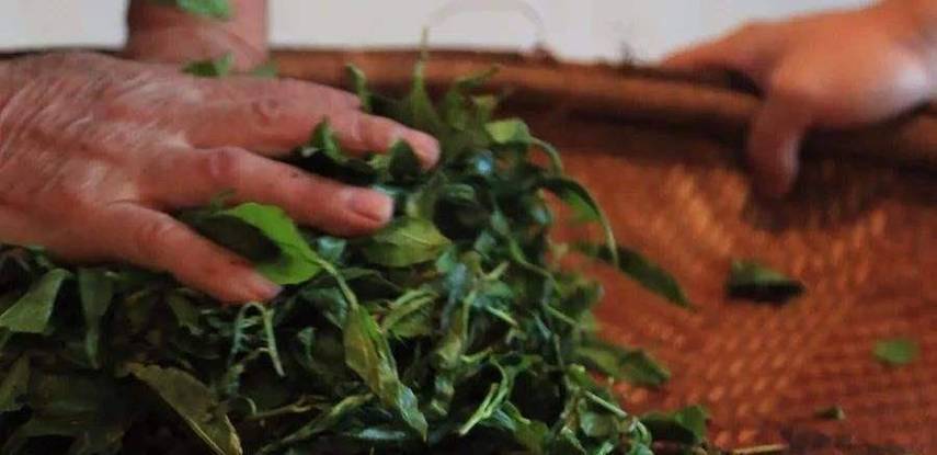 广东大叔发现商机变废为宝,将不要的叶子售卖,年销售达1000多万