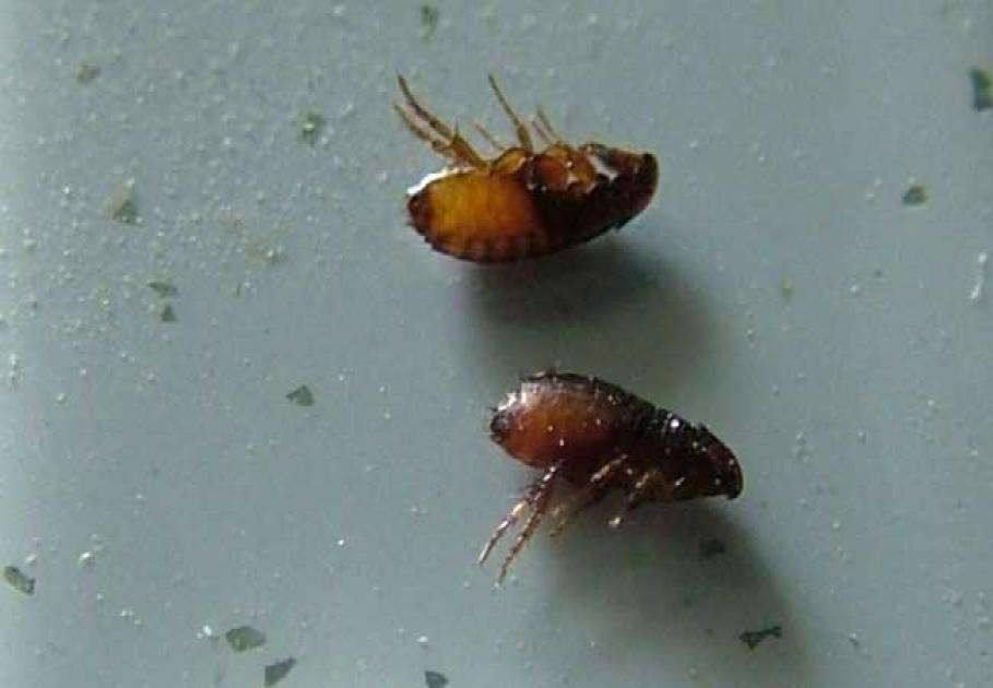 家里的跳蚤快速去除喷雾,家里怎么去除跳蚤和螨虫