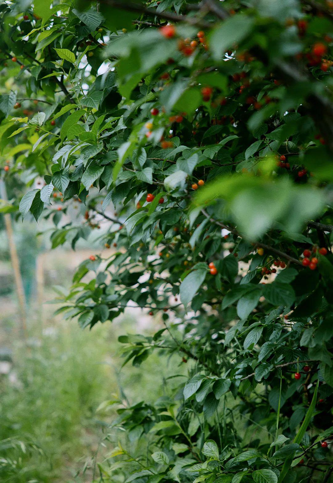 青岛在哪摘樱桃,青岛摘樱桃的好去处