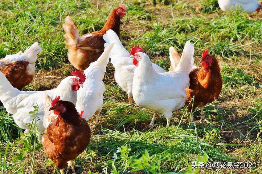 农村养殖羊创业项目计划书,农村养殖种植什么项目回本