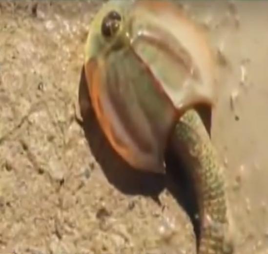 稻田惊现不明生物行动诡异,大山深处不明生物真相大揭秘