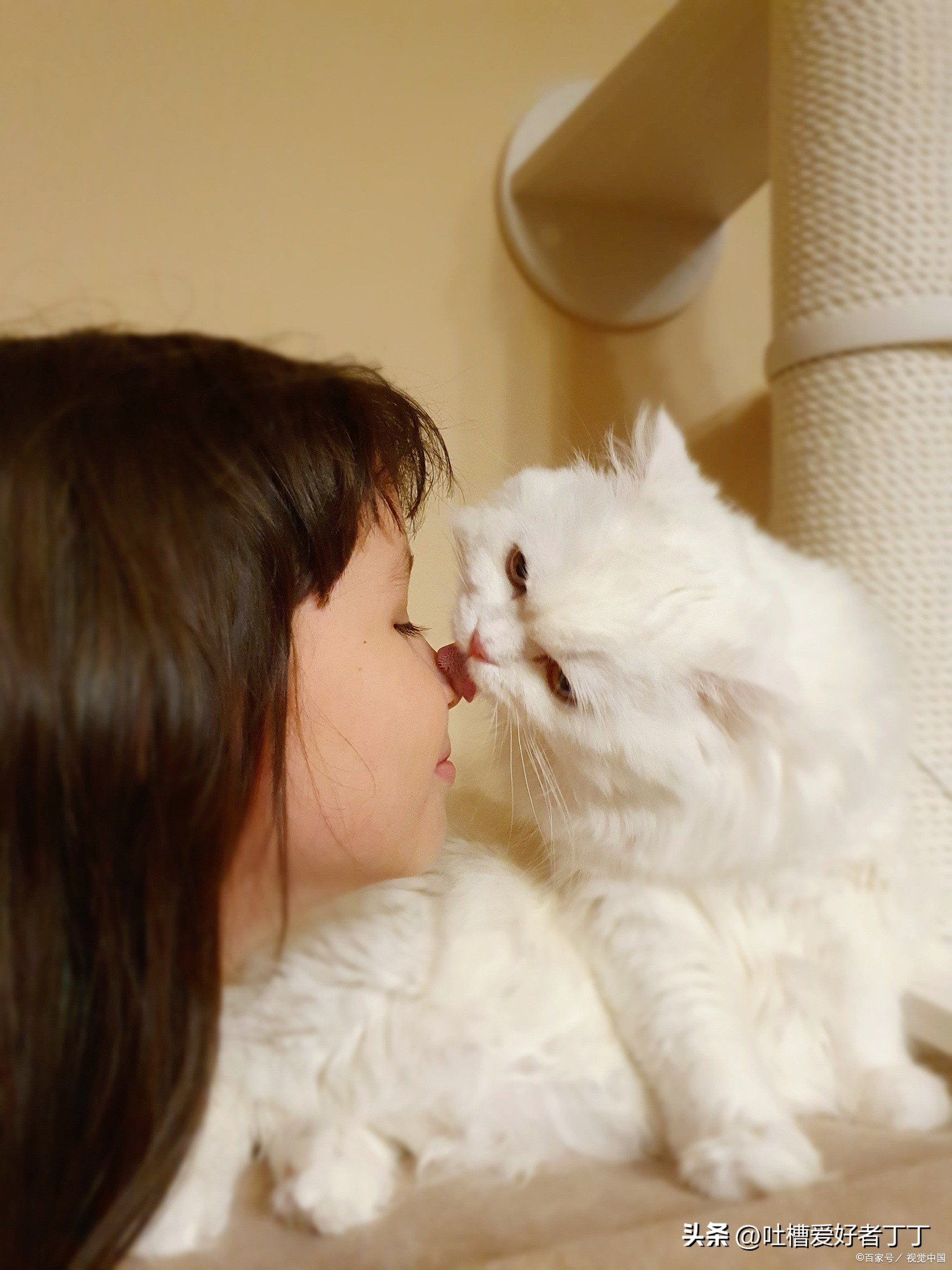 猫咪舔主人手并轻咬是什么意思,猫咪早上为什么要舔主人的脸