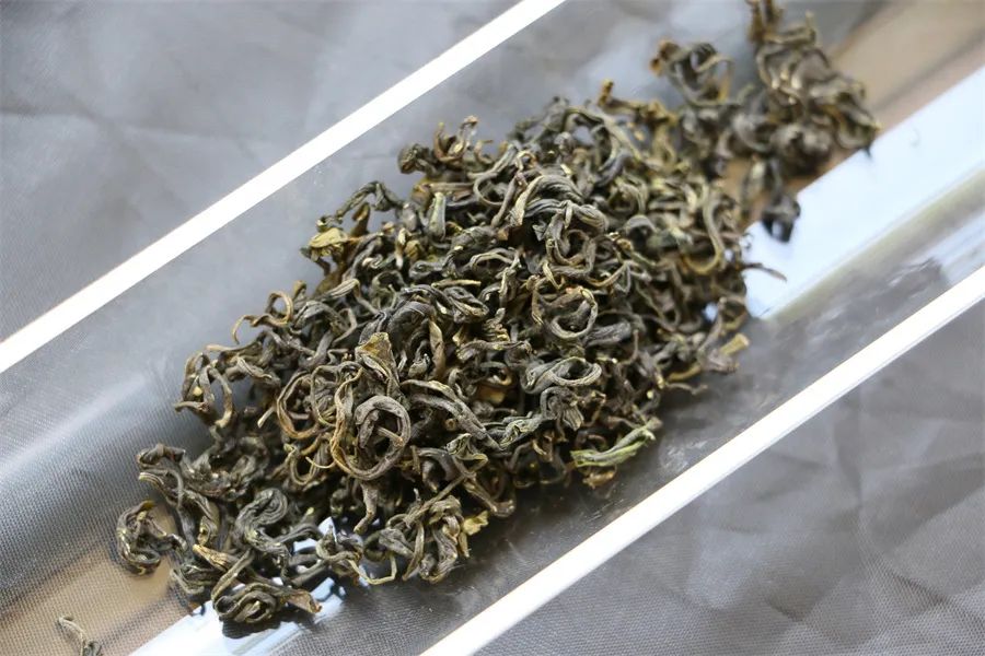 南茶北引，一棵茶树的北方迁移史