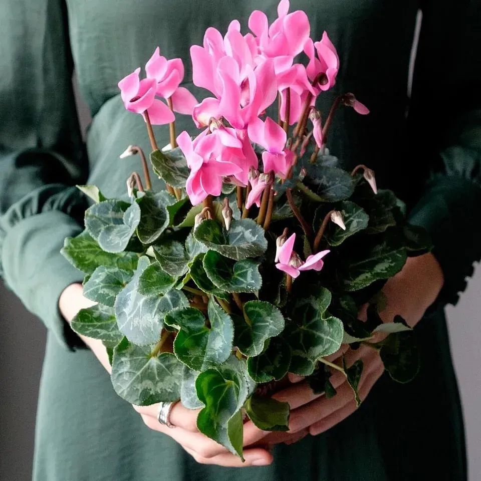 养仙客来花的教程,养仙客来需要的温度