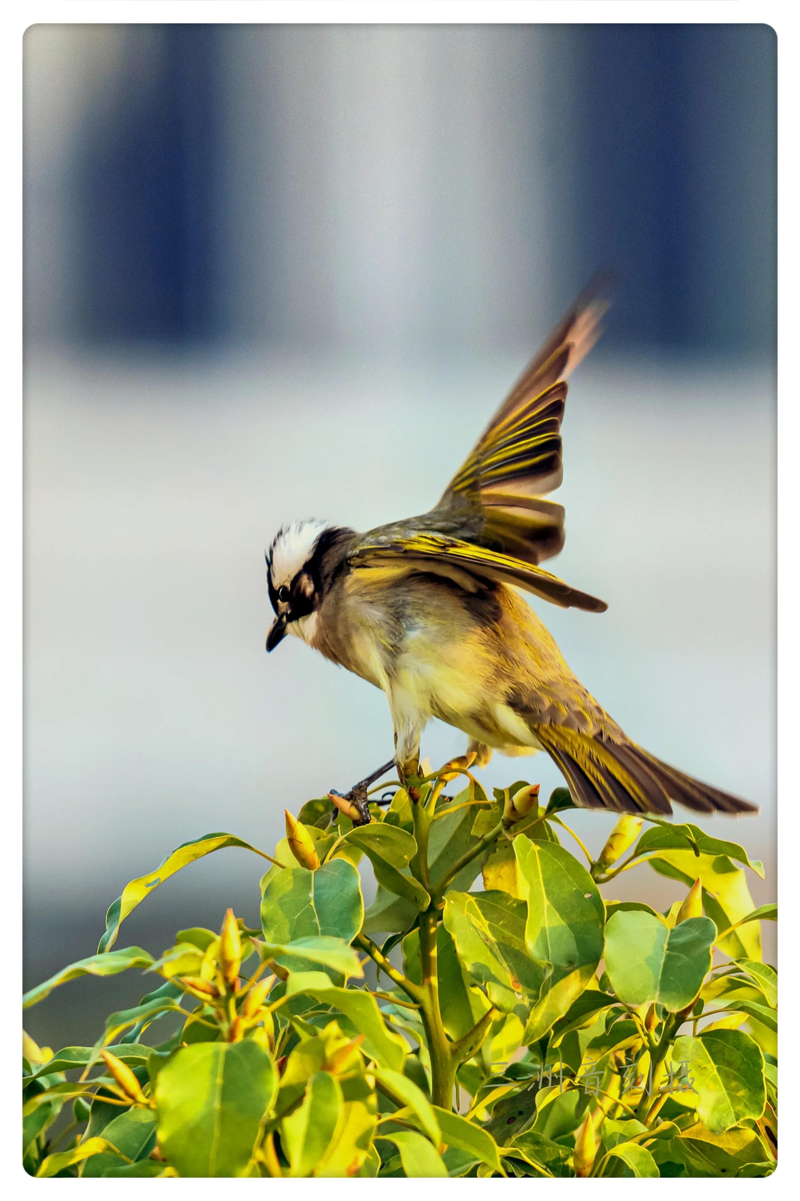 上海国际汽车城安亭,上海安亭国际汽车城
