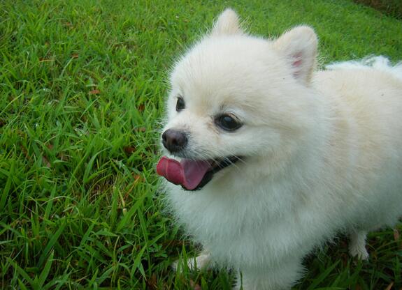 博美公狗好一点还是母狗好一点,博美公狗好还是母的好