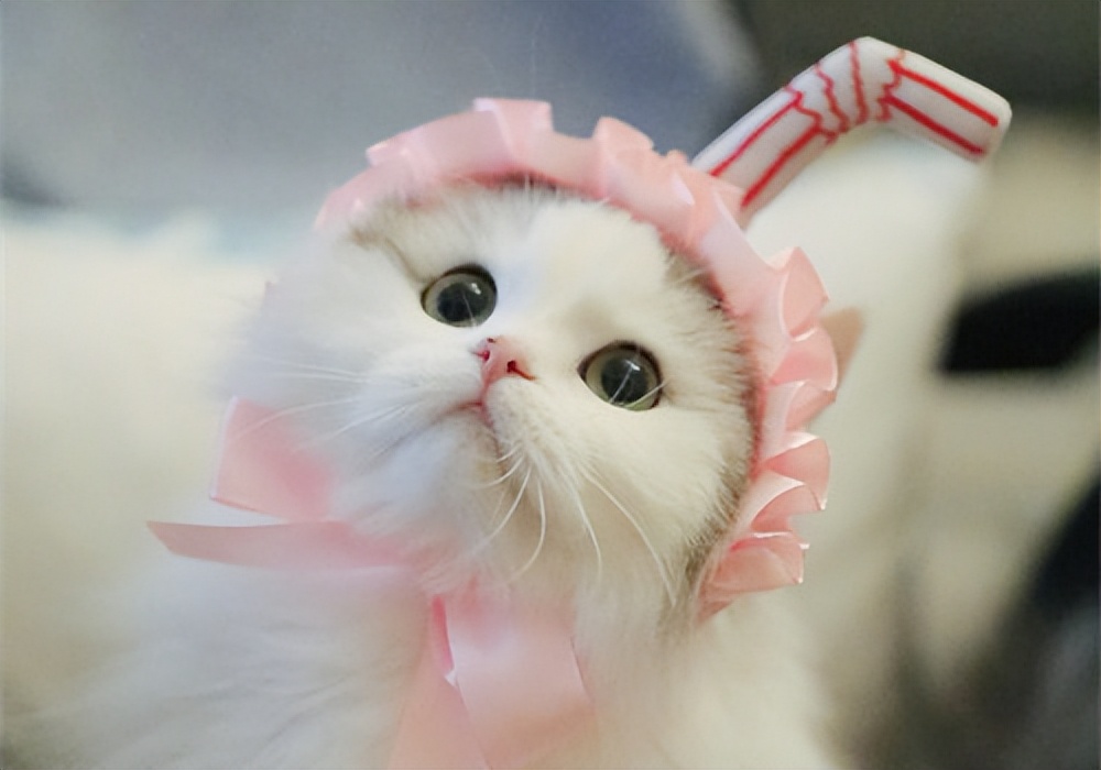 猫咪眼部疾病适合哪种用药,猫咪常见疾病及防治方法