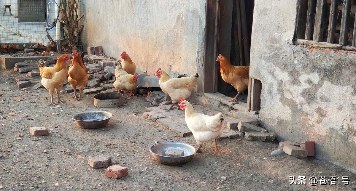 农村养鸡的风险,农村养鸡得了鸡瘟怎么办