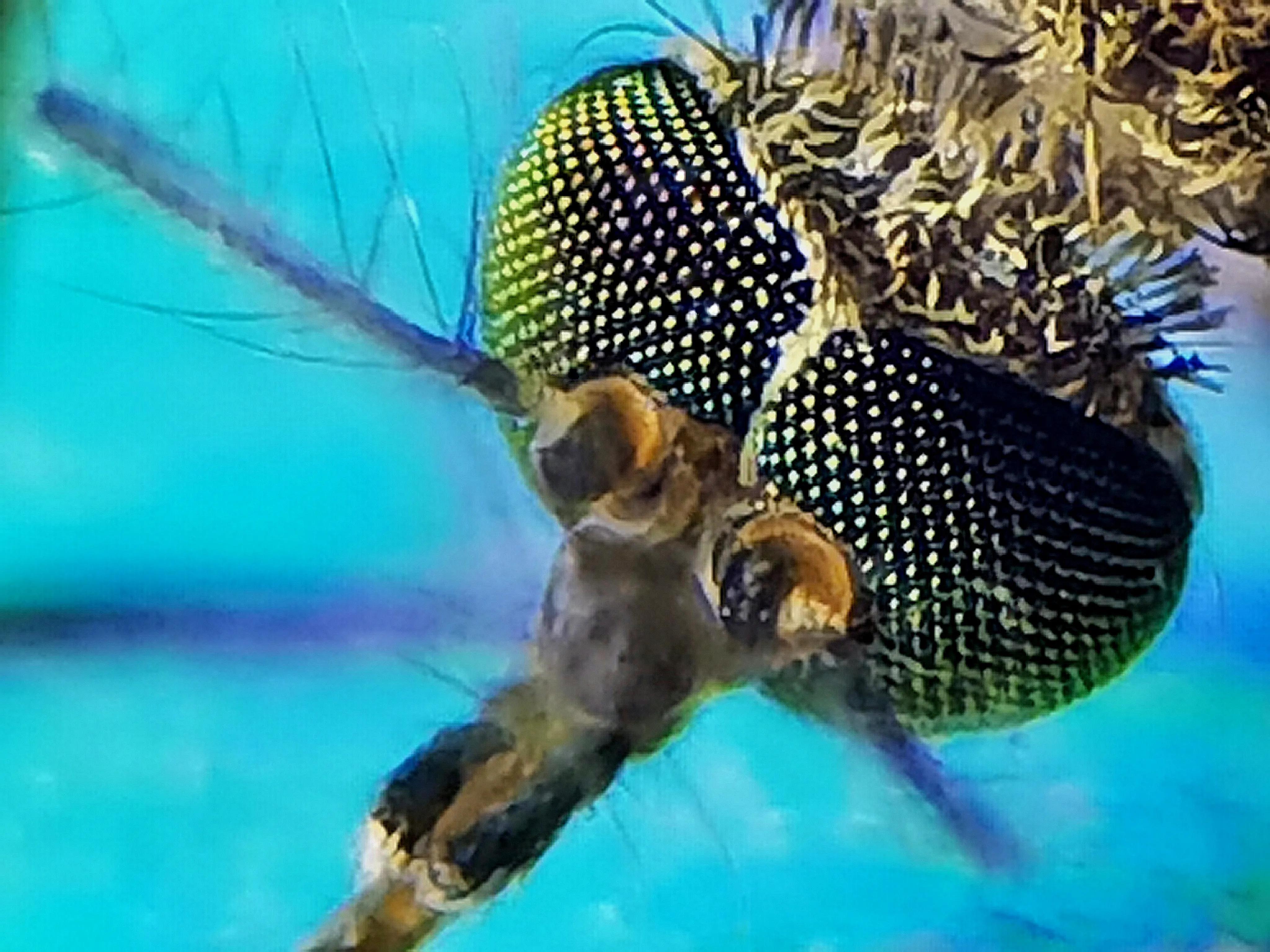 蚊子的眼睛到底有多小,蚊子眼睛是什么样子的