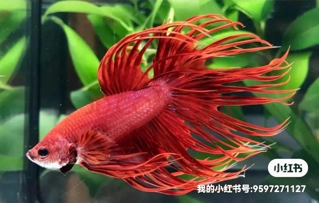 科普作品所罗门王的指环,所罗门王的指环书籍