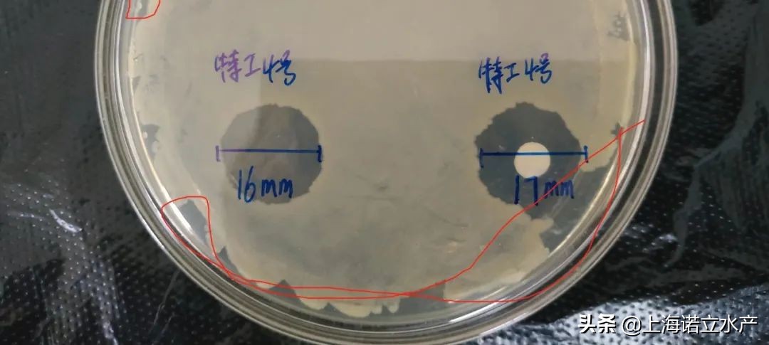 如何判断虾有没有弧菌了,为什么养虾弧菌越杀越多