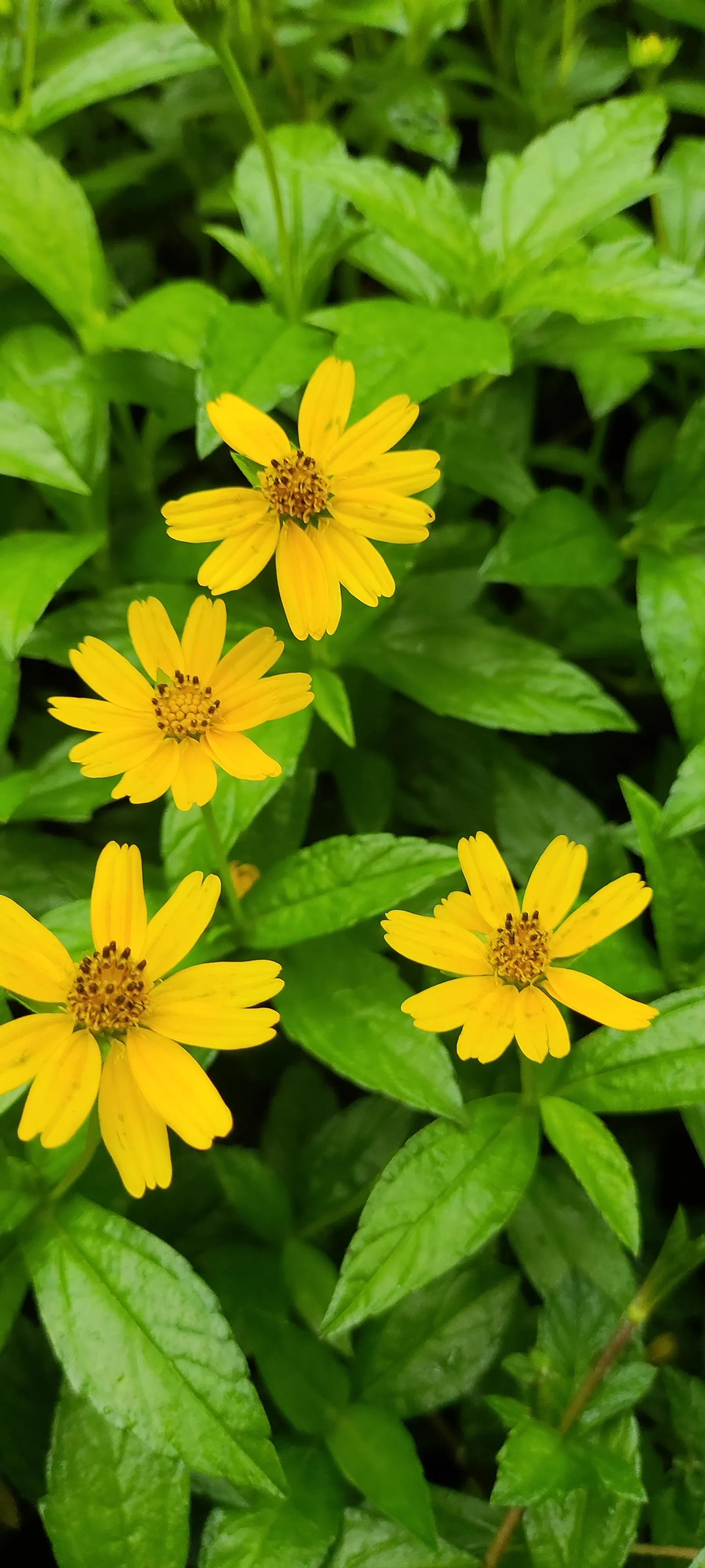 夏天就是浪漫的世界,夏天就是太阳花的世界