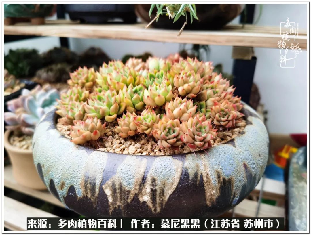 生活需要三分甜,生活需要一半禅意一半烟火