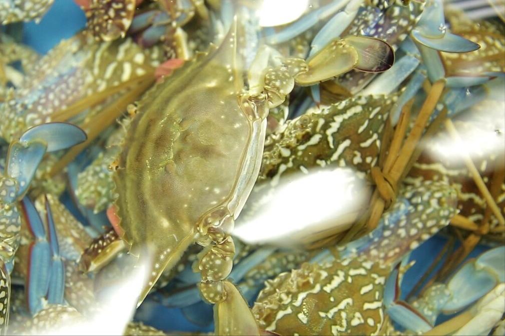 又肥又有膏的螃蟹怎么挑,教您几招挑选螃蟹的妙招