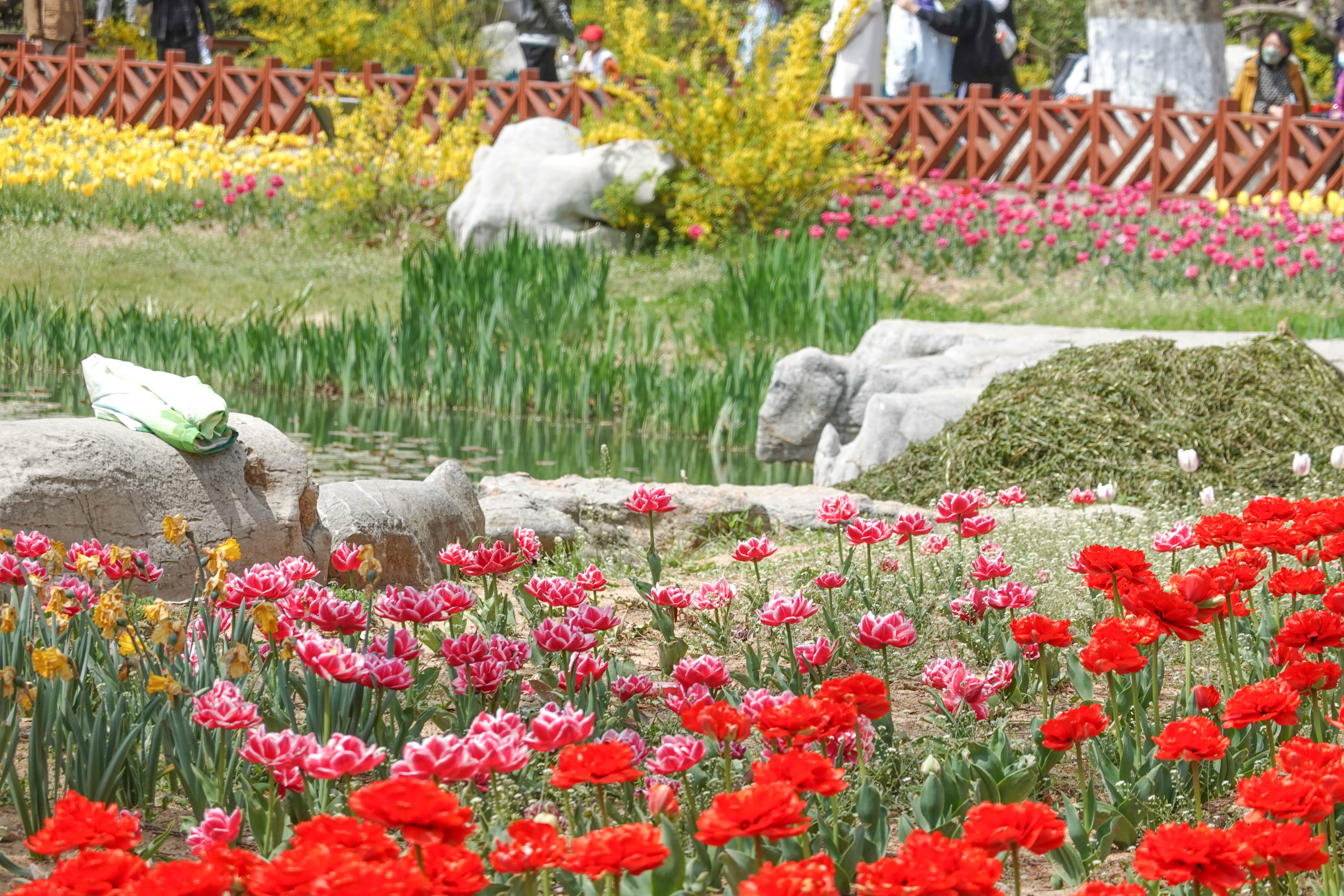 青岛中山公园赏花,青岛中山公园郁金香花海唯美浪漫