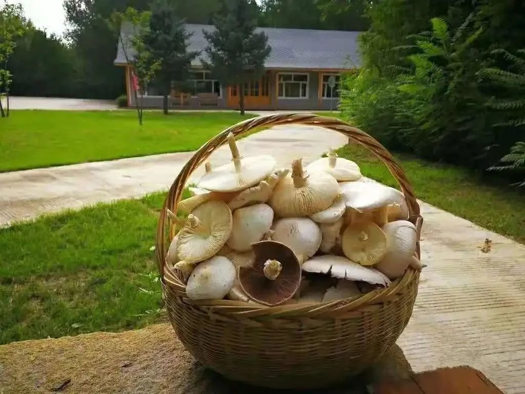 黑龙江有多美好图片,记忆中的黑龙江图片