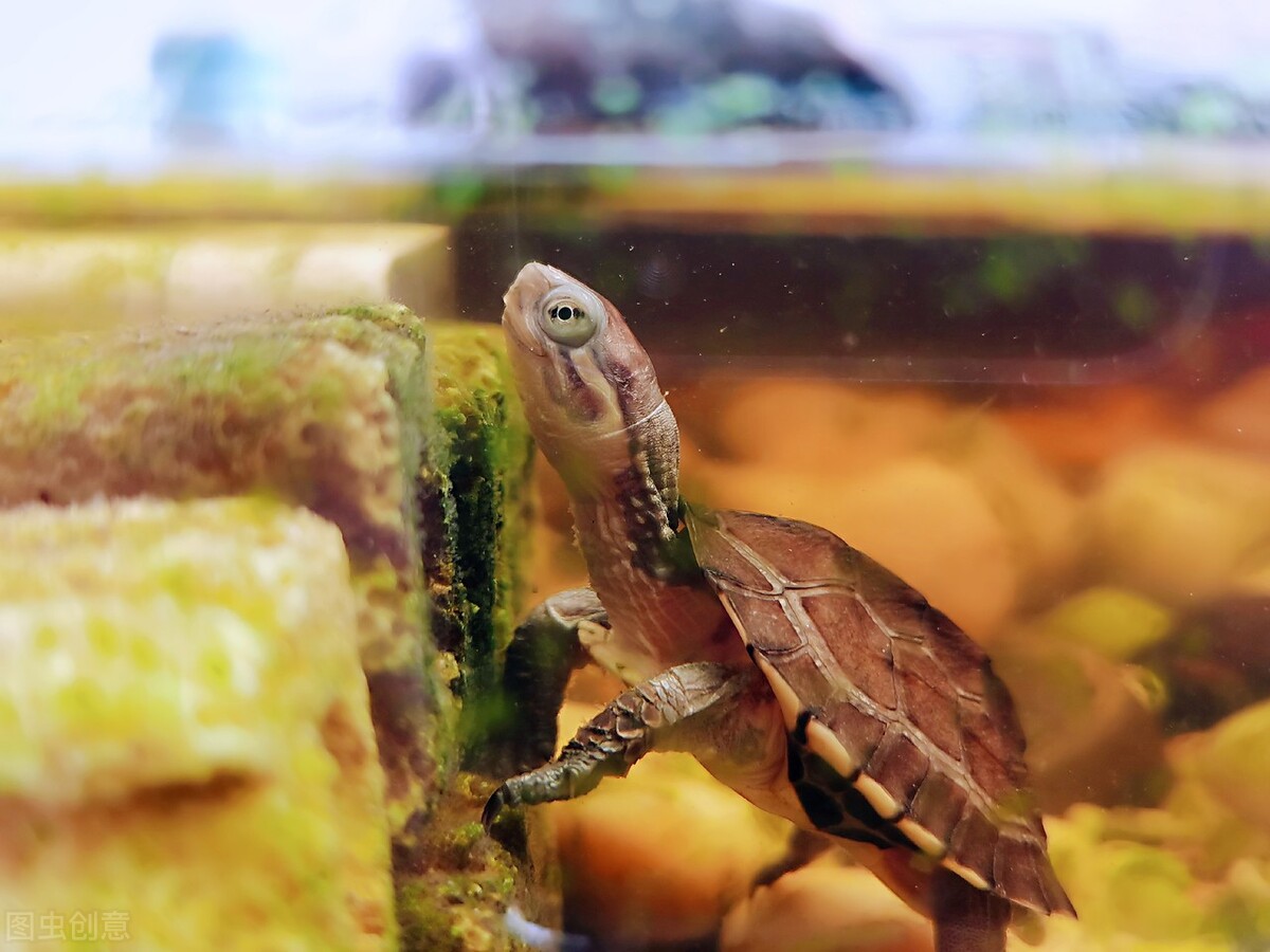 石金钱龟的风光史,涤荡起伏解释