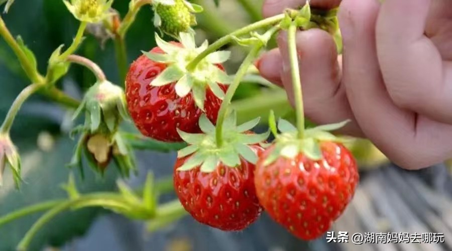 长沙冬季周边游自驾一日游推荐,长沙旅游冬天美食攻略大全