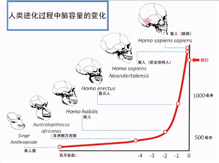 人类的大脑一直在进化,人类大脑不断进化