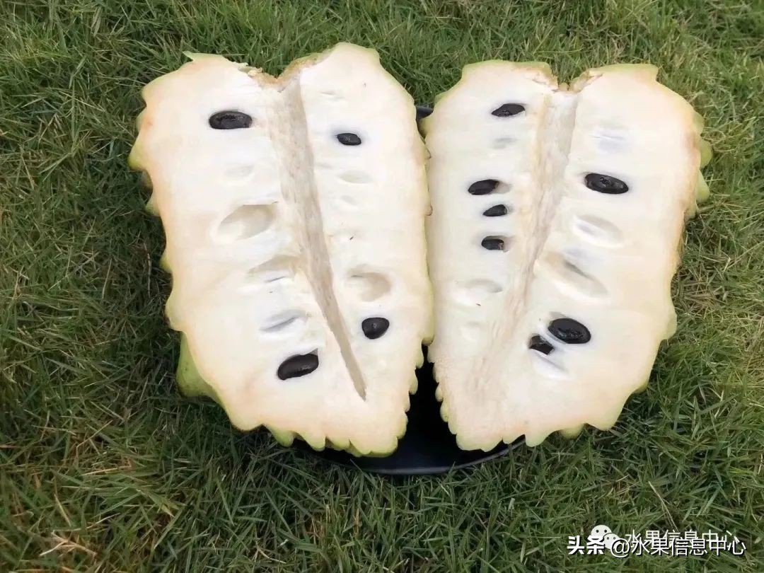 榴莲释迦又叫什么,释迦图片高清大图