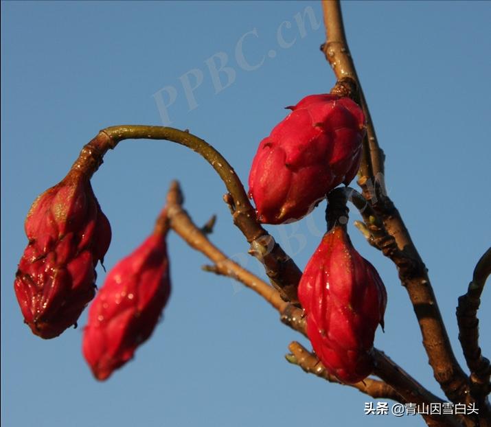 中外闻名的天女花，中国珍稀物种，种植6年，每棵能卖2500元