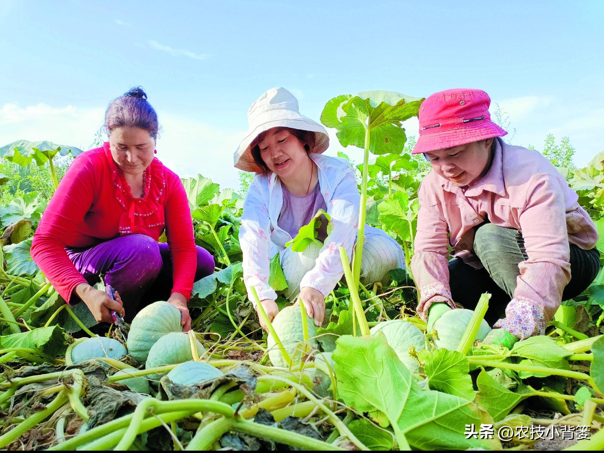 死苗烂根用什么菌肥,大葱重茬烂根防治办法最新