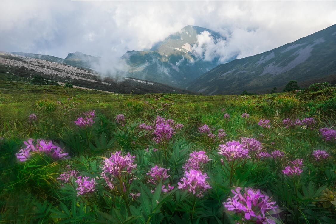 文杏馆王维解读,文杏馆王维动画解读