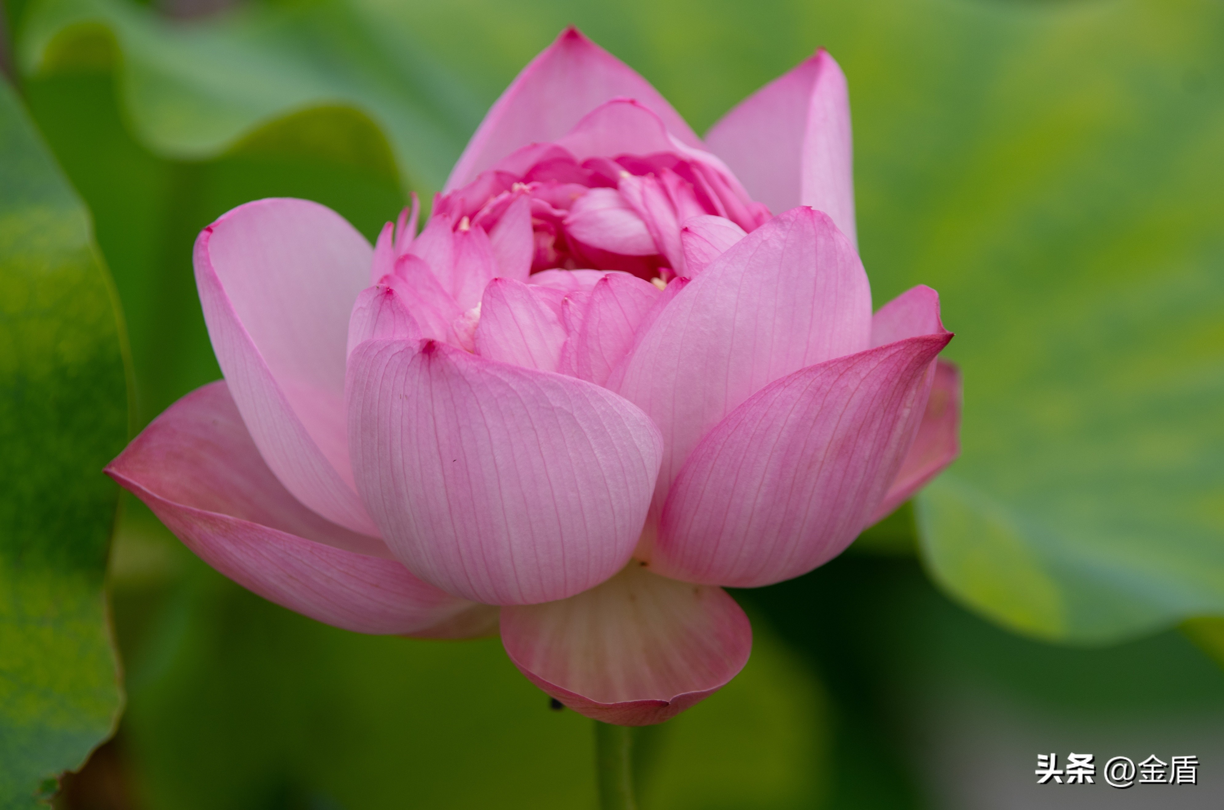 荷花中的隐藏的精神,荷花具有什么样的品格和志向