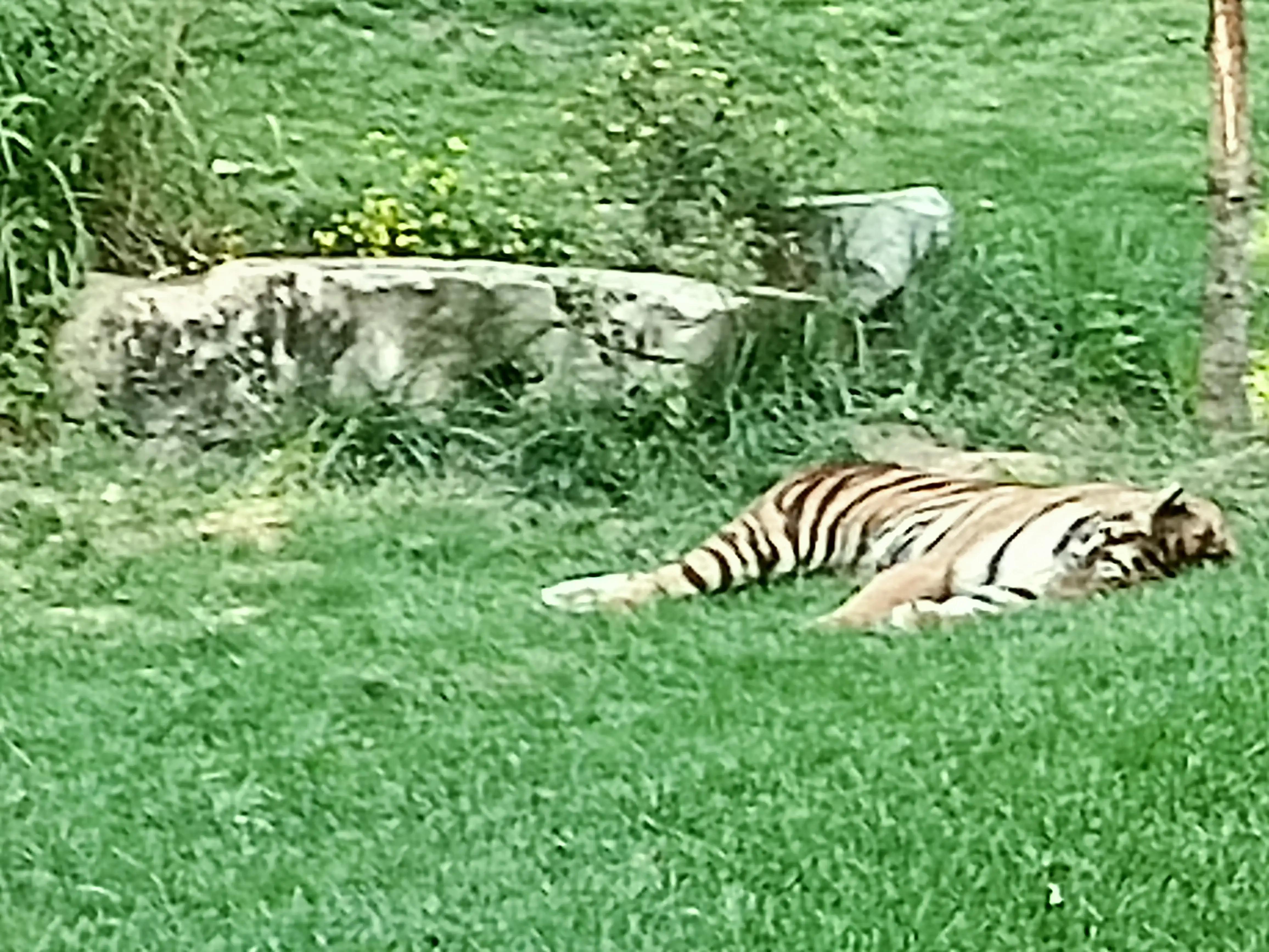 北京动物园和北京野生动物园区别,北京野生动物园狗妈妈和老虎狮子