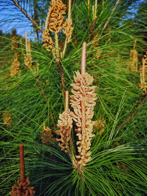马尾松毛虫,马尾松树图片