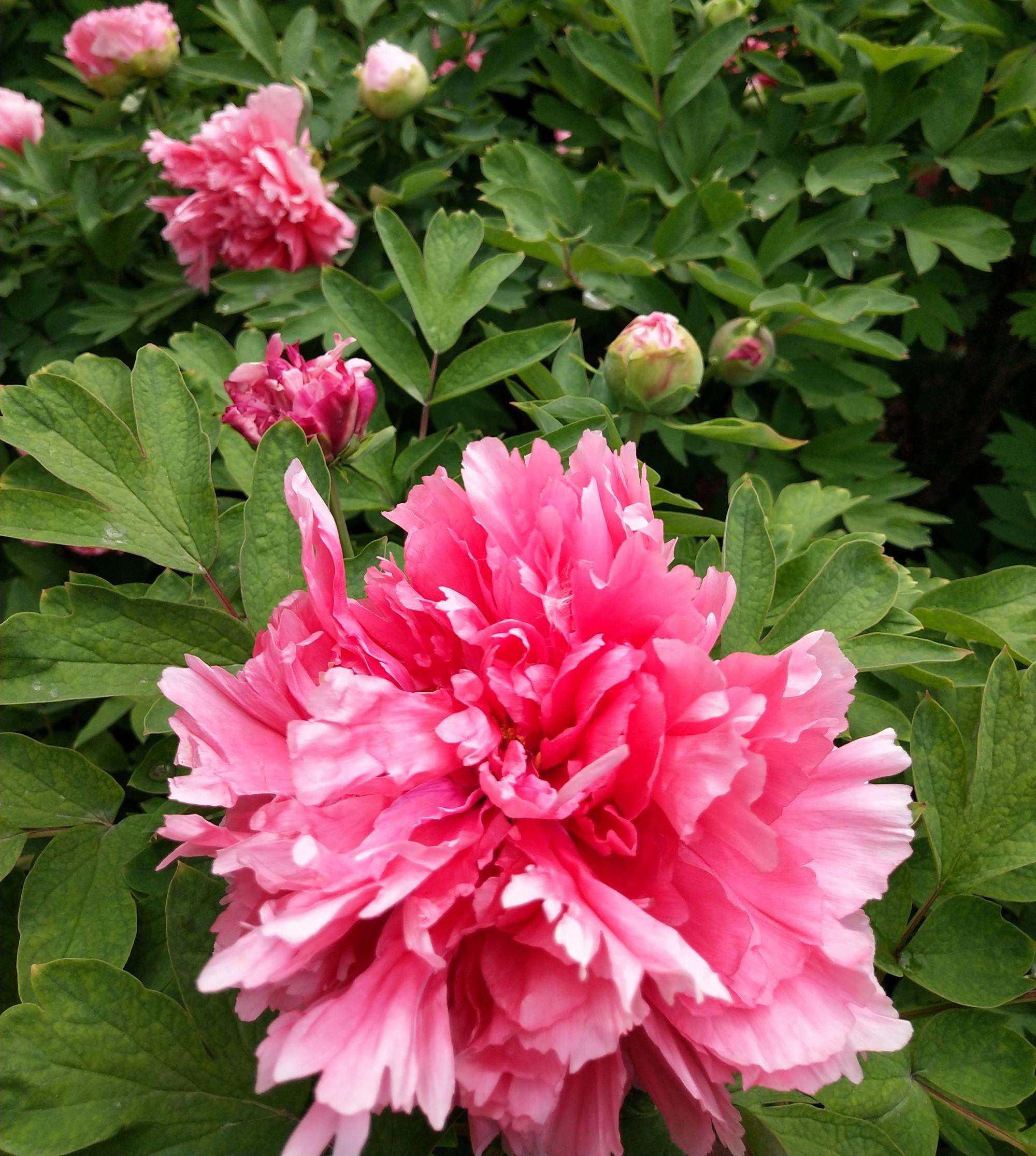 秀外慧中梅花秀,秀外慧中红秀