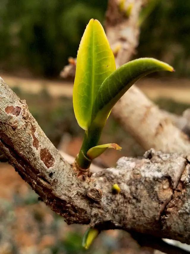 金鱼吊兰最好看,金鱼吊兰开花前后图片