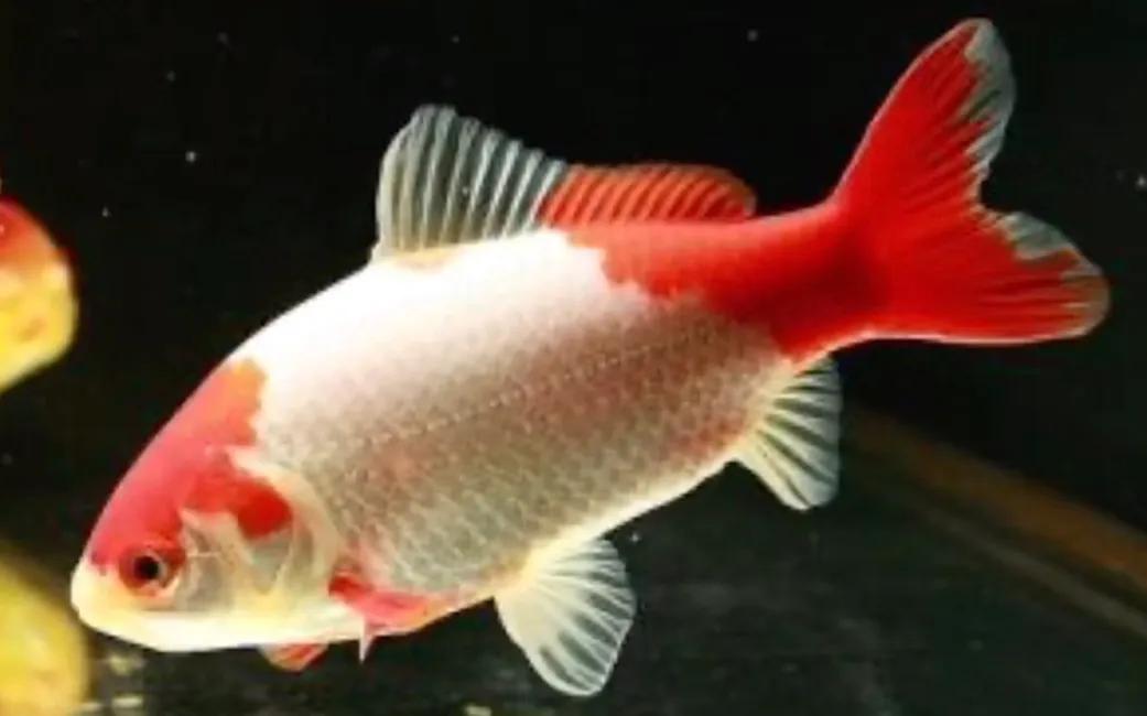所有草金鱼的名字和图片,国粹金鱼和草金鱼哪个好养