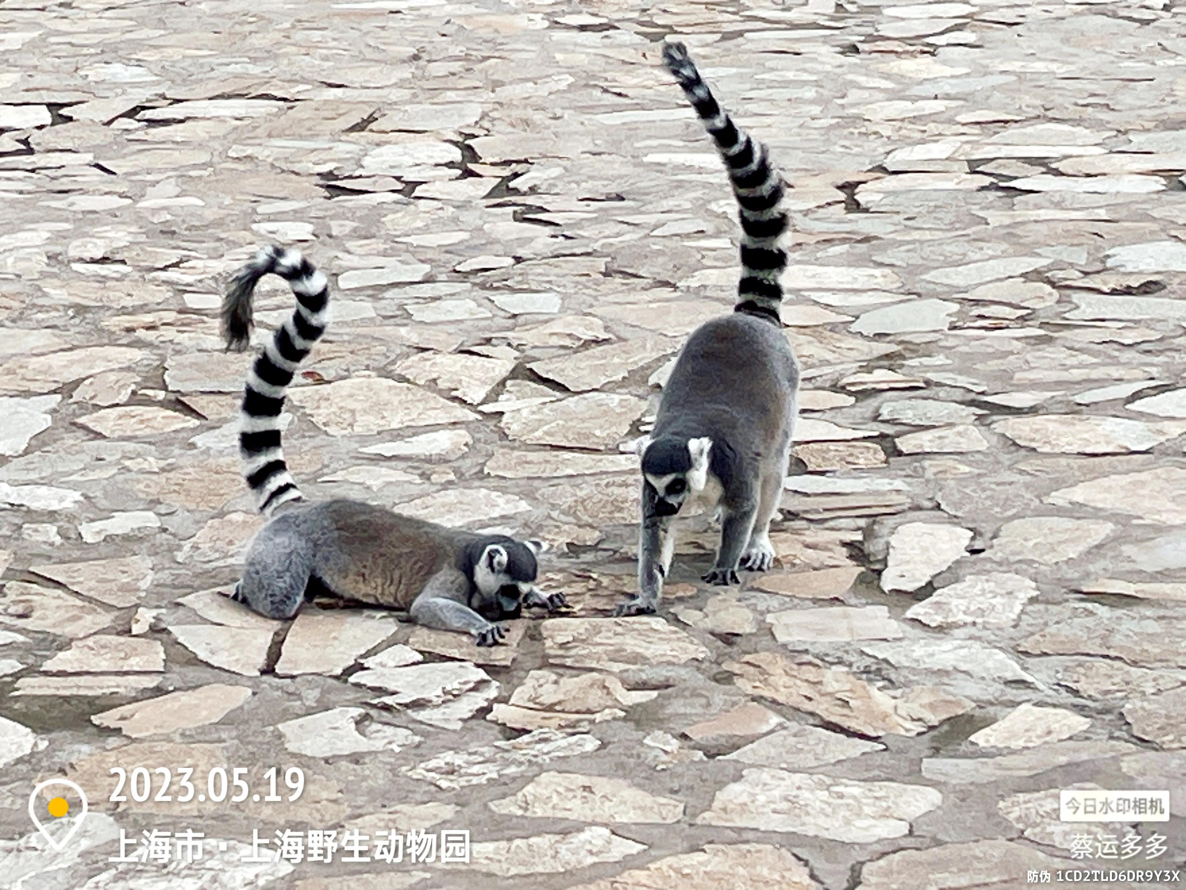 我喜爱的动物是小猫,什么动物招人喜爱