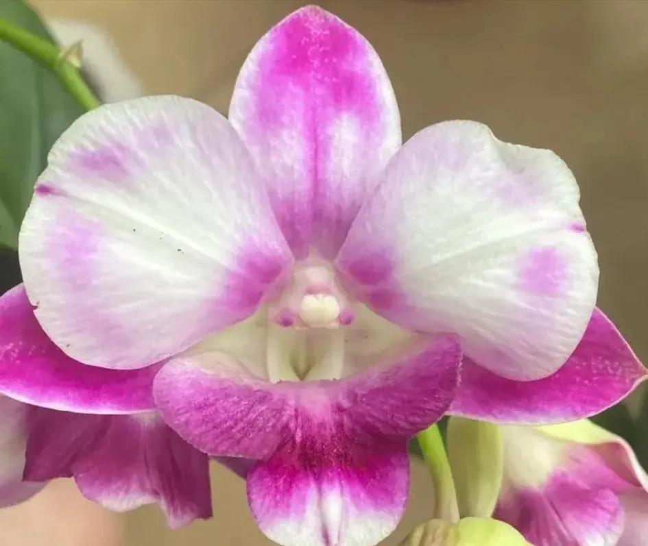 兰花的唯美图片,珍稀兰花各色大全