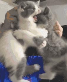 盘点5种最不抗冻的猫咪,冬天最抗冻的猫咪品质