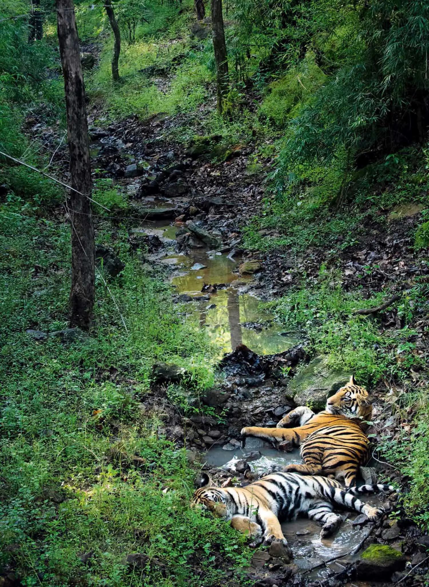 母虎“亲密”时到底有多痛苦?满地打滚、转身攻击公虎