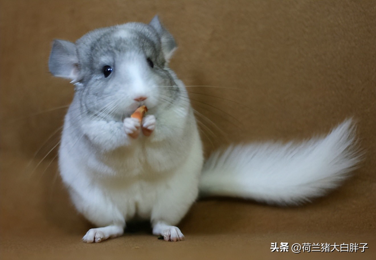 养龙猫的十大坏处,宠物龙猫好养么视频播放