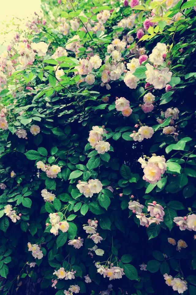 写一首蔷薇的诗,一首蔷薇诗