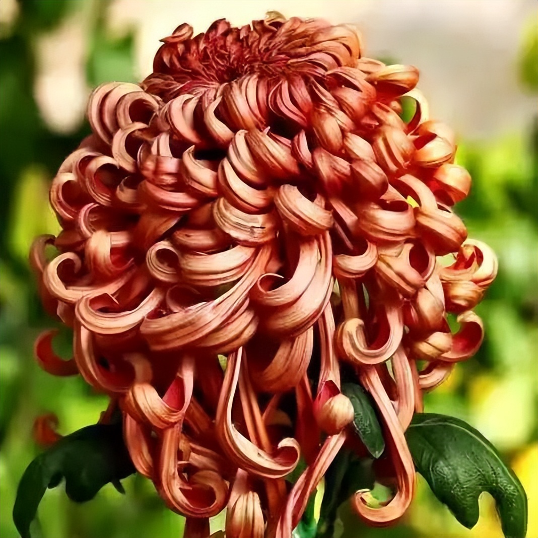 中轴西艺｜中轴线西翼本地小众非遗技艺类必打卡路线