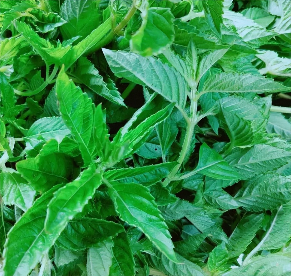 做凉粉的植物神仙草,绿凉粉纯天然新鲜凉粉草熬制