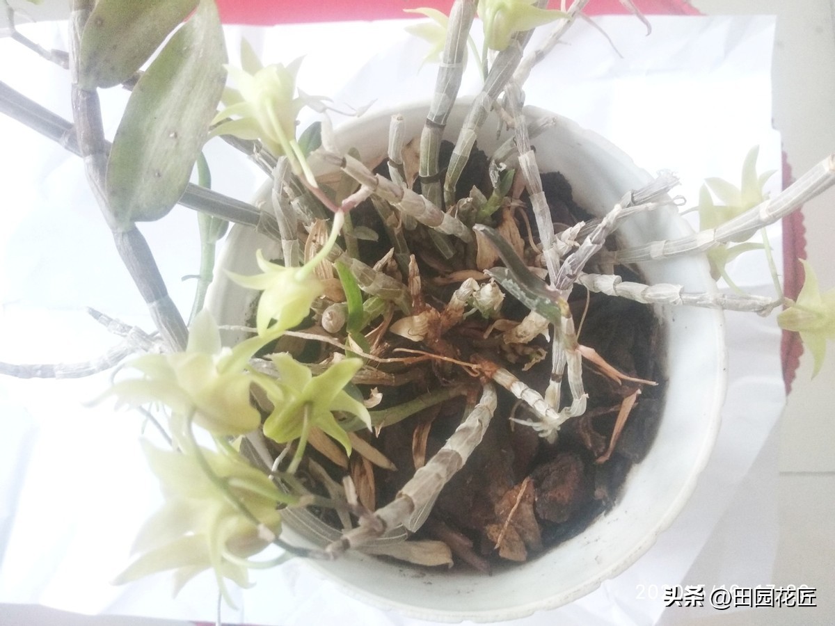 石斛花叶子发黄是什么原因,石斛开花后叶子发黄怎么回事