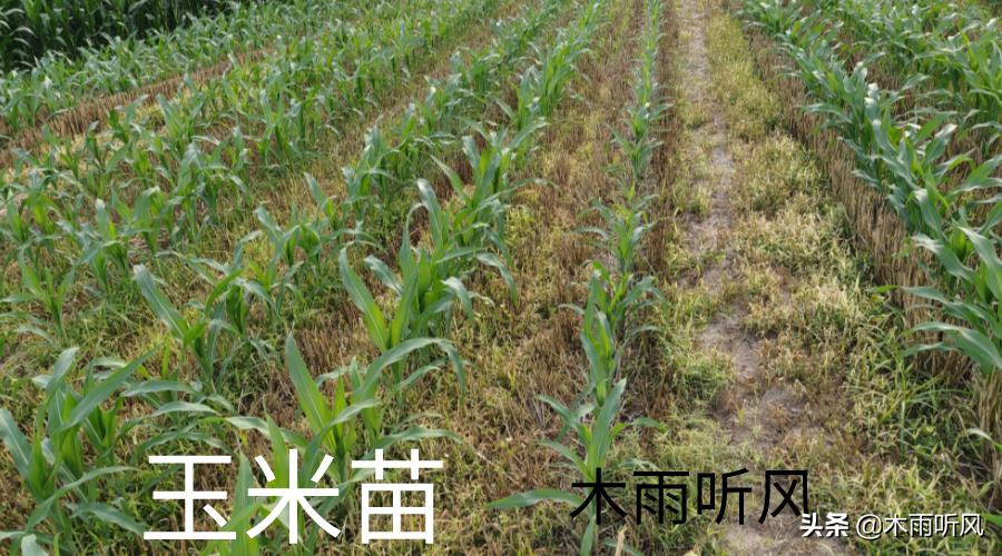 玉米苗发黄打叶面肥,玉米苗期叶面喷肥的正确方法