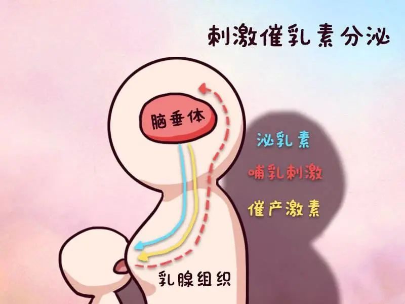 泌乳素增高可以打疫苗吗,试管期间泌乳素高的原因