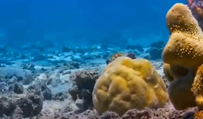 广西渔民误捕棘皮海星,广西渔民误捕鲛人图案