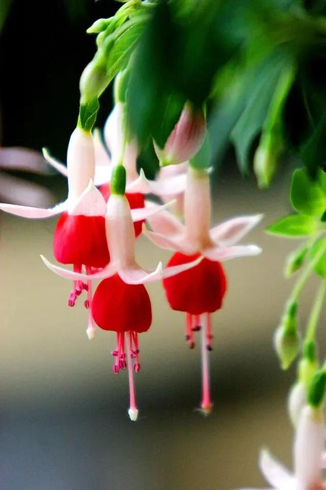 花朵壁纸横版,花朵招财壁纸