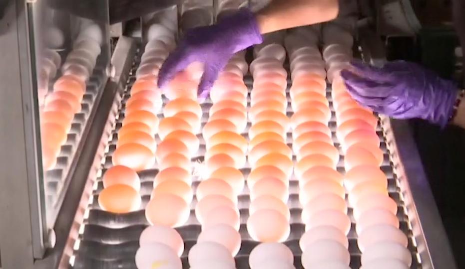 很怕客人点蛋包饭…彻夜排队只买到十颗蛋,台湾蛋荒,前所未见!