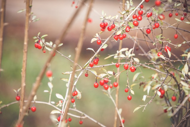 乡土散文:村庄的树